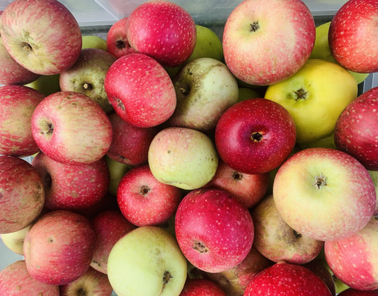 Rote und gelbe Äpfel, die bis Ende Oktober geerntet und verarbeitet werden.