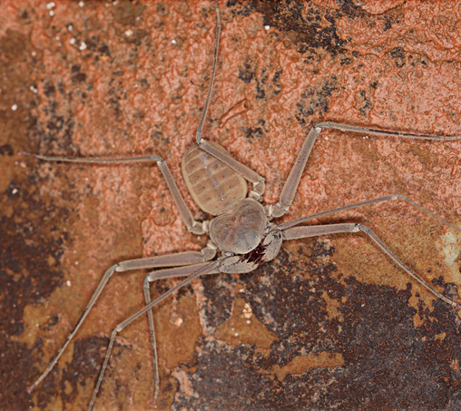 Charinus giganteus inside the cave.