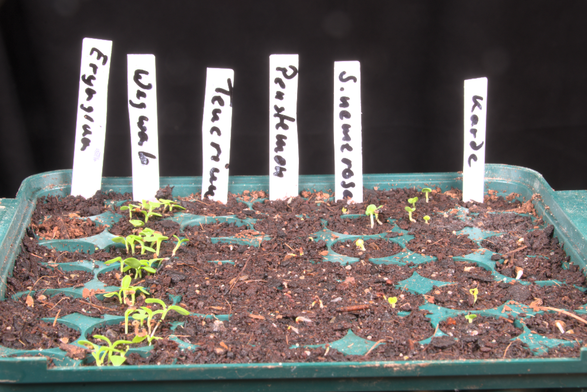Grüne Kiste mit weißen Etiketten, schwarz beschriftet. Im Vordergrund runde Öffnungen mit brauner Erde, aus denen einige grüne Sämlinge hervorschauen.