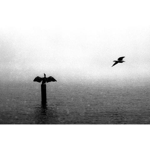 Black and white photo of a cormorant and seagull, Amstel river, Amsterdam, Netherlands, September 2017