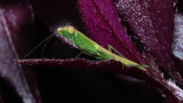Bright green O. ministralis nymph nestled amongst burgundy leaves