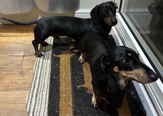 Miniature Dachshunds Max and Milo by the back door