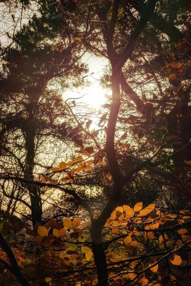 A low-angle shot looking up into a dense forest canopy where a bright burst of sunlight pierces through the dark silhouettes of tree branches. Golden and brown autumn leaves are illuminated by the backlight, glowing warmly against the high contrast of the shaded trunks and the bright sky.