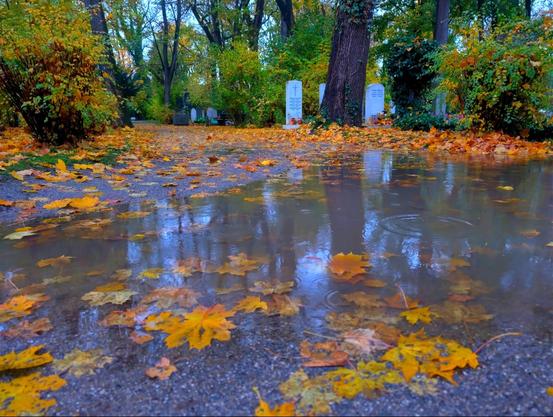 Eine Pfütze auf einem Friedhof in der Dämmerung. In der Pfütze schwimmen gelbe, rote und braune Ahornblätter. Bäume und der Himmel spiegeln sich darin. Im Hintergrund  Grabsteine, Bäume und Büsche.