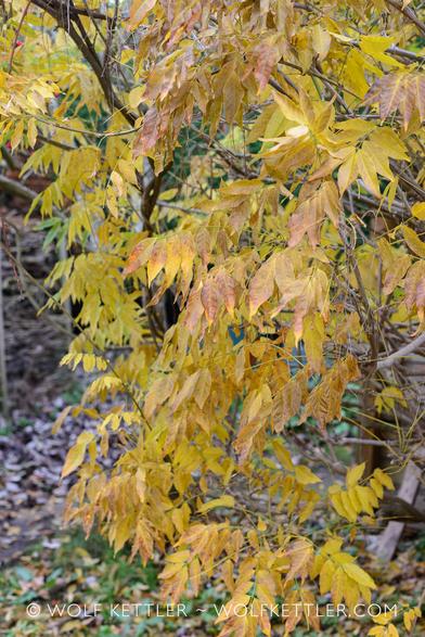 Golden yellow autumn leaves of a wisteria fill the frame of this photograph almost completely.