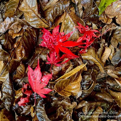 Photograph of wet autumn leaves lying on the ground. Most are brown but on top are a few bright red acer leaves.