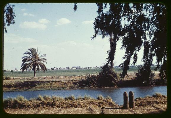 The image depicts a picturesque rural landscape, likely taken in Egypt between 1950 and 1977. The scene features lush greenery with palm trees prominently displayed against the backdrop of a clear sky scattered with soft white clouds. In the foreground, there's a serene body of water reflecting shades of blue, bordered by dense vegetation on one side.

To the right, tall reeds or grasses emerge from the ground near what appears to be an earthen embankment along the edge of the riverbank. Two cylindrical objects made of woven material sit in front of this bank, adding a touch of human presence and possibly serving as markers for boundaries or protection against erosion.

In the middle distance, beyond the water, fields can be seen stretching into the horizon with small clusters of trees dotting the landscape. The overall impression is one of tranquility and natural beauty, characteristic of rural Egyptian countryside during that era.