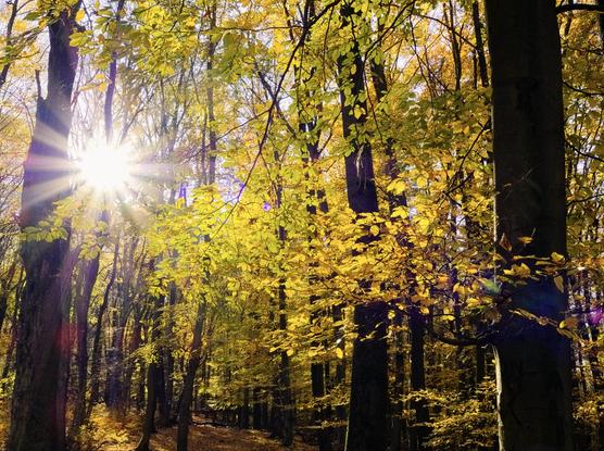 Autumnal forest fragment with sunstar