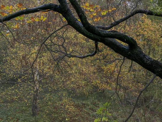 "A gnarled tree branch stretches dramatically across the upper portion of the frame against a backdrop of autumn woodland. The thick, dark branch curves and twists in serpentine fashion, its textured bark creating striking silhouettes. Behind it, the forest canopy displays autumn colours with yellow and golden leaves mixed among the bare branches, while the lower portion shows dense undergrowth and smaller trees in the misty, subdued light of the forest floor."