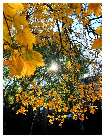 Photo of a residential city street seen through tree branches with yellow-gold leaves. At the center of the image the sun shines through the branches with a starburst effect, backlighting the leaves and giving them a luminous glow. In the distance is a row of brownstone apartments, the roofline angled because of the viewer’s perspective. The building is heavily shadowed so that the yellow leaves in the lower half of the photo pop out against the dark background.