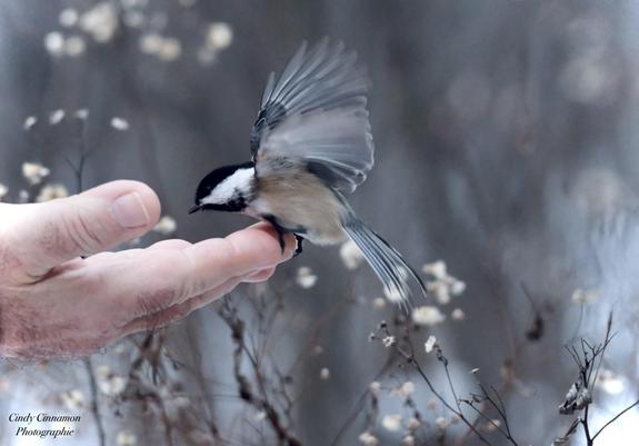 Il nourrissait les petites Mésanges. Photographie par Cindy Cinnamon
