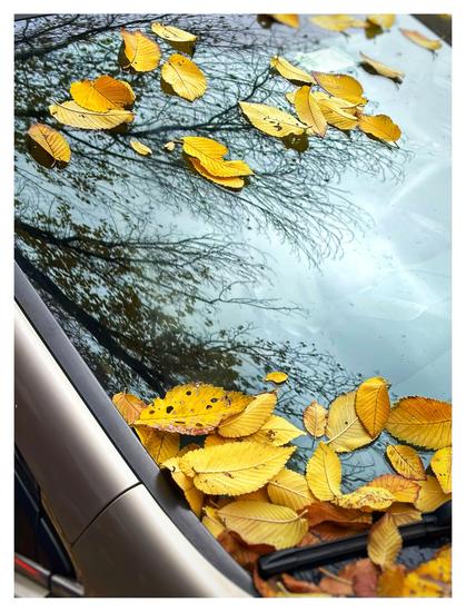Photo of a car windshield reflecting partially bare tree branches against an overcast sky. Fallen yellow leaves are scattered across the glass.