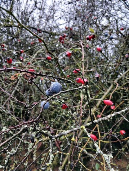 De petites prunes d'un prunellier sauvage et des baies de cynorhodon.

Small plums from a wild blackthorn tree and rosehip berries.