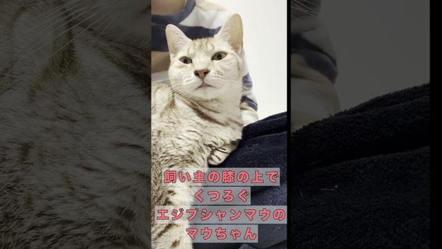 膝の上でくつろぐマウちゃん #エジプシャンマウ  #ネコ #cat #ねこ #猫のいる暮らし #ほのぼの #まったり #猫好きさんと繋がりたい #だらだら