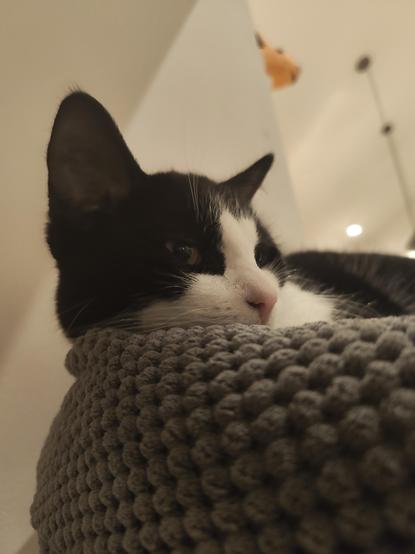 Carlos auf dem Ausguck seines Kratzbaums