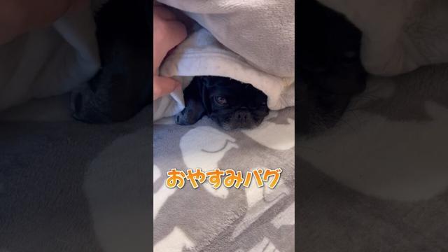 おやすみパグ#shorts #pug #dog #モンティラパグパグ