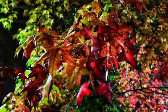 A night-time close-up of autumn foliage, illuminated by the soft glow of a street lamp. The leaves, bathed in warm light, display a striking array of colours—deep reds, fiery oranges, and golden yellows—contrasting against the dark background. The intricate textures and veins of the leaves stand out, capturing the serene beauty of autumn under artificial light.