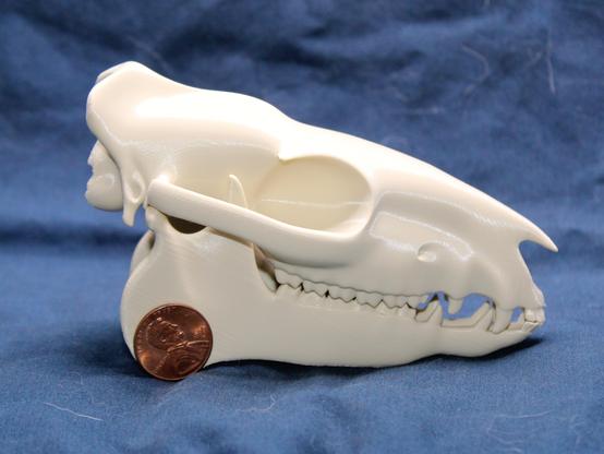 A 3d printed eohippus (a prehistoric horse) skull. It’s tan colored and facing right. A US penny sits next to it, for scale.