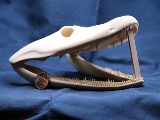 A 3d printed tiktaalik skull (a primitive tetrapod fish, with a flatted head like a crocodile), in tan, facing right. the mouth is propped open with a stick, and a US penny sits next to it.