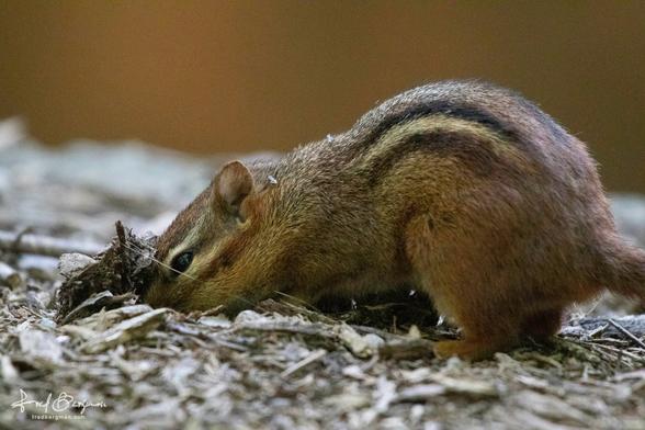 Chipmunk digging for food has tip of nose buried underground