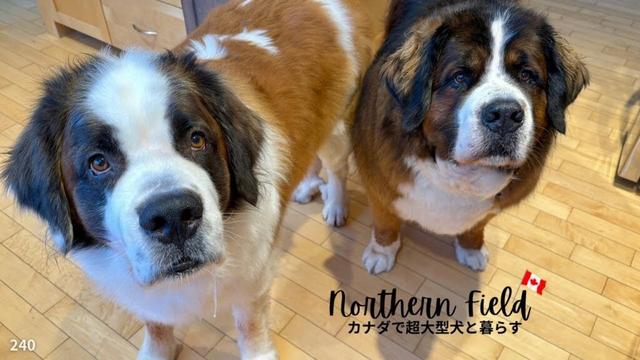 犬ご飯・ローフードその後／小さなキャバリア【超大型犬とカナダで田舎暮らし】