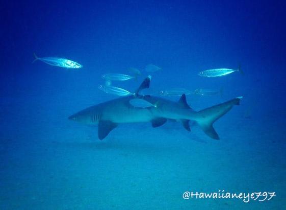 A shark swimming over a sandy ocean bottom surrounded by elongated silvery fish.