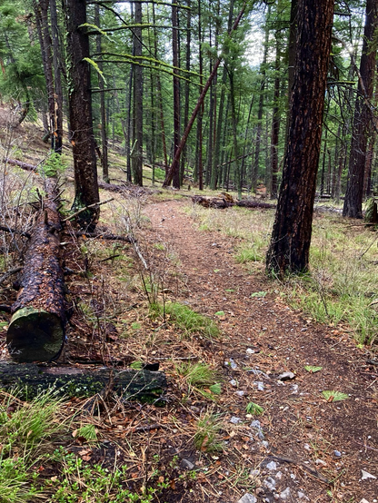 A trail laden with pine needles descends a wooded gulch where there’s still green grass in autumn, though it’s sparse. A fallen tree lies to the left, another to the right farther away as the trail drifts to the left, then curls to the right. There’s abundant lichen, green on brown. The sky is gray.