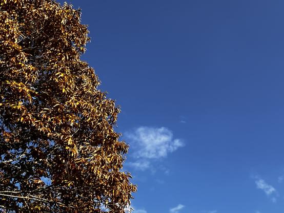 A view past the edge of a tall tree toward the open sky. The tree takes up the left third of the image. It is full of golden-brown leaves glowing in the sunlight. The sky is deep blue with a few small wispy bits of cloud.