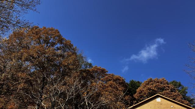 A view across the treetops, with the upper gable end of a tan-painted house just visible at the lower right edge of the frame. The trees are full of golden-brown leaves with hints of red, and the sky is deep blue with a few small wispy clouds.
