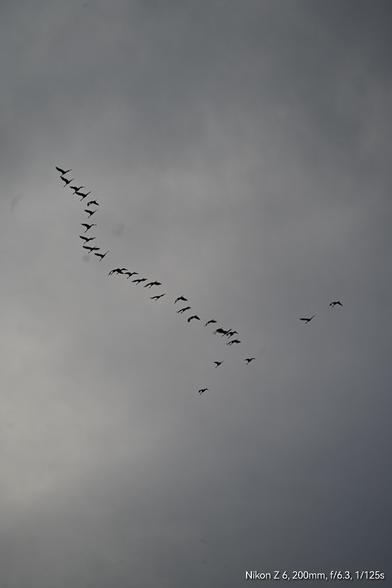 Das typische V eines ziehenden Kranichtrupps am Himmel.