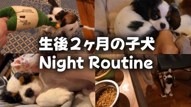 子犬お迎え後の日常。毎日たくさん遊んで食べて学んで寝て元気に成長中【キャバリアキングチャールズスパニエル】