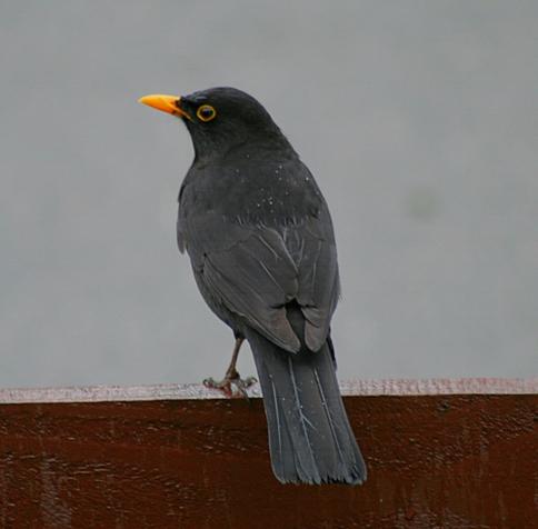 Common blackbird (Turdus merula)