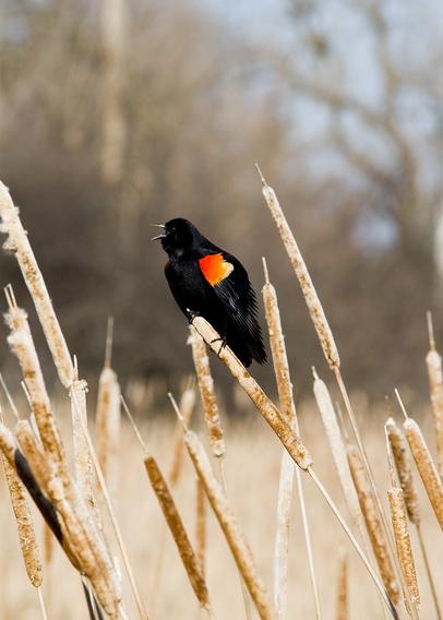 Red-winged Blackbird (Males)
