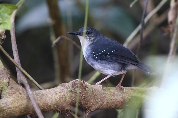 Silvered Antbird (Sclateria naevia)
LC Least Concern