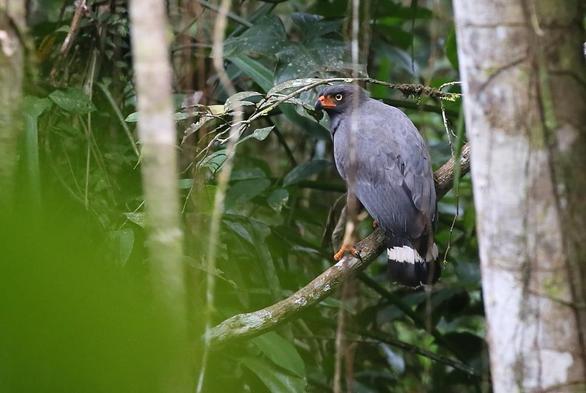 Slate-coloured Hawk (Buteogallus schistaceus)
LC Least Concern