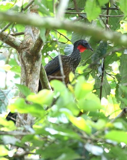 Spix's Guan (Penelope jacquacu)
LC Least Concern
