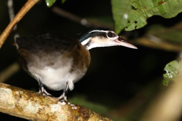 Sungrebe (Heliornis fulica)
LC Least Concern
