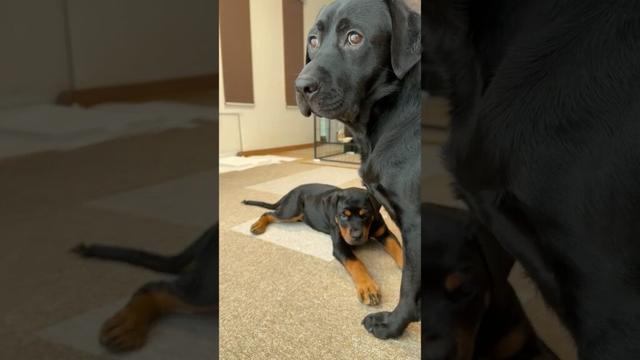 ロットワイラーの子犬が黒ラブに懐きすぎた結果… #shorts