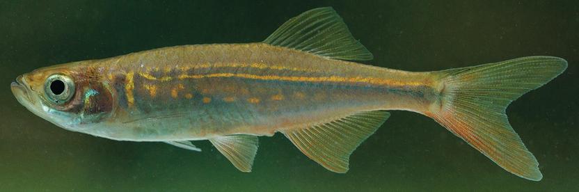 Coloration of Devario altus in aquarium.