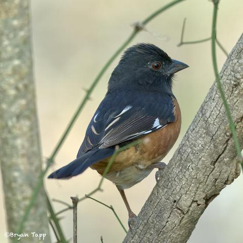A large sparrow with dark uppers, a reddish eye, darker bill, some white at the wing tips.  The sides are rufous and the chest and underpants are white.  This is a male Eastern Towhee - a rather secretive bird.