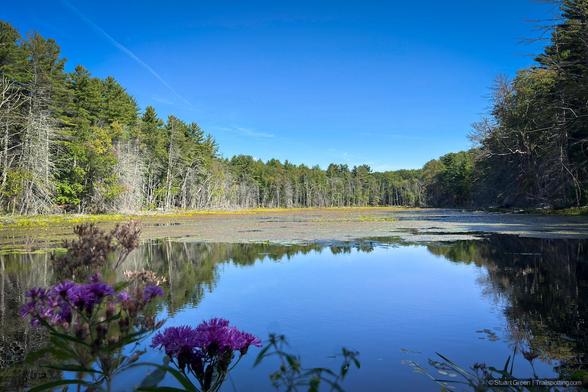 A calm body of water reflects the blue sky and surrounding trees, some green and others leafless, suggesting early autumn. Dense forest lines the far bank, while vibrant purple wildflowers bloom in the foreground on the left.