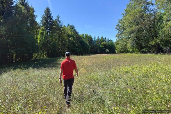 A person in a red shirt, dark pants, and black cap walks away from the camera across a bright, grassy field. Trees surround the field and a forested area lies ahead. The sky is clear and blue, casting warm sunlight over the peaceful, natural landscape.