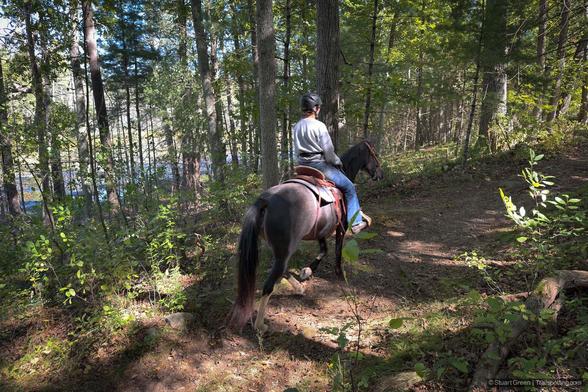 A person wearing a helmet and casual clothes rides a dark-colored horse along a sun-dappled forest path. Tall trees and dense foliage surround the trail, with sunlight filtering through the leaves. In the background, a body of water is partially visible through the trees, adding to the peaceful, natural setting.