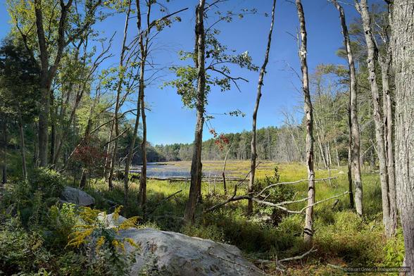 A sunlit wetland bordered by forest, with tall, sparse trees in the foreground—some bare or dying—amid green vegetation, rocks, and yellow wildflowers. Marshy water and grasses stretch into the distance beneath a clear blue sky.
