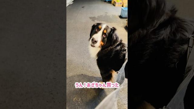 バーニーズ、焼き芋を買いに行く🐾🍠