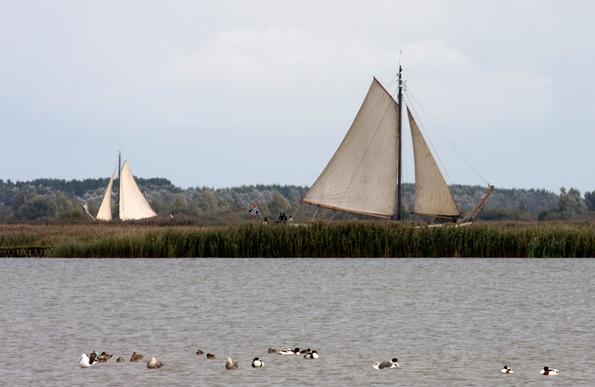 Zeilboten op een rustig meer.  
Op de voorgrond zie je een aantal eenden en watervogels die rustig op het water dobberen. In het midden van de foto staan rietkragen, daarachter varen twee traditionele zeilboten met grote witte zeilen. Op de grotere boot wappert een vlag aan de achterkant. In de achtergrond zie je bomen en een lichte, enigszins bewolkte hemel. De sfeer is kalm en natuurliefhebbers zouden hier vermoedelijk van genieten.