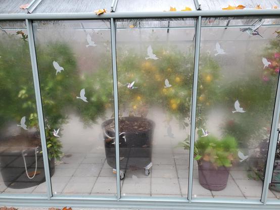 Looking in the fogged side windows of a glass greenhouse. Each window pane is tall and skinny, with pale green sides and white bird decals. While the plants inside are only partially discernable, small, bright yellow lemons on a potted tree inside the greenhouse glow through in the center of the photo. To the left is another potted tree without visible fruit and to the right more potted plants are evident. Fall leaves dot the gutter immediately above the windows.