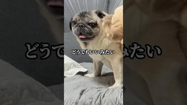 パグのどんちゃん嫉妬するか検証【パグ】 #パグ #pug #ペット