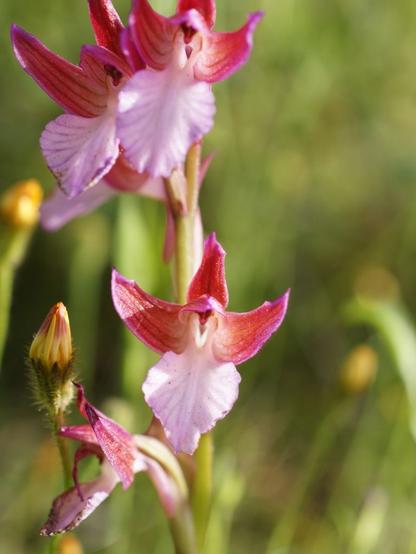 Flowers of the orchid Anacamptis papilionacea, pink and butterfly-shaped with wide darker wings; photo by Hans Hillewaert via Wikimedia Commons