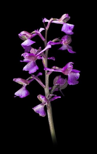 Flowers of the orchid Anacamptis morio hampe, purple with long nectar spurs and big lip-like labellums; photo by Didier Desouens, via Wikimedia Commons